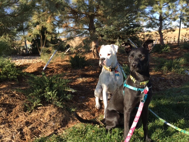 dog, boxer, sheppard